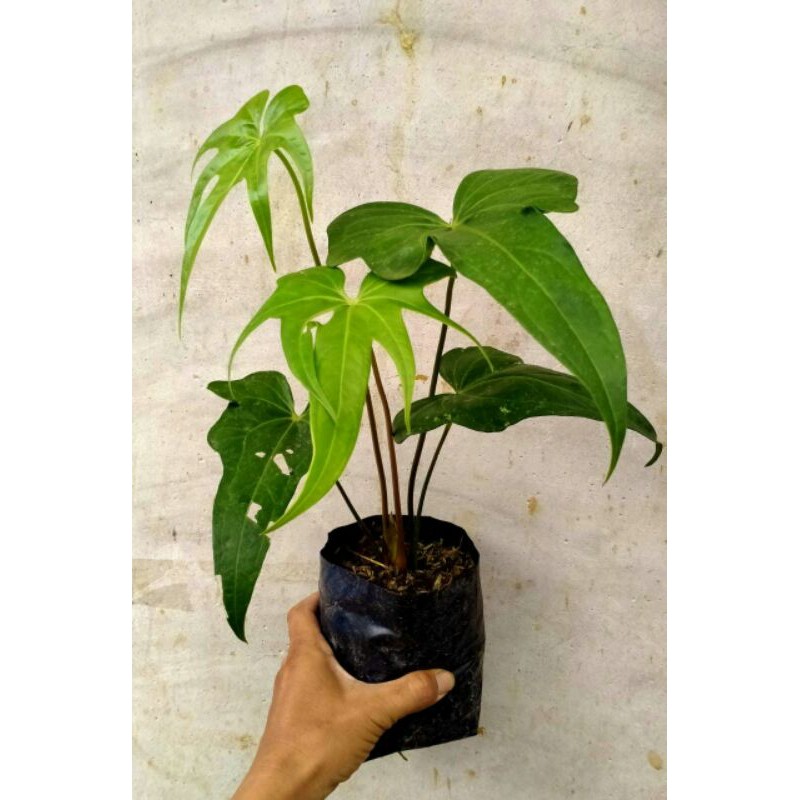 Anthurium Pedatoradiatum Anthurium Jari