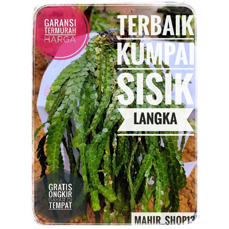 Huperzia lycopodium/kumpai sisik langka