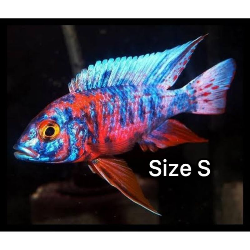 cichlid aulonocara Ob Peacock