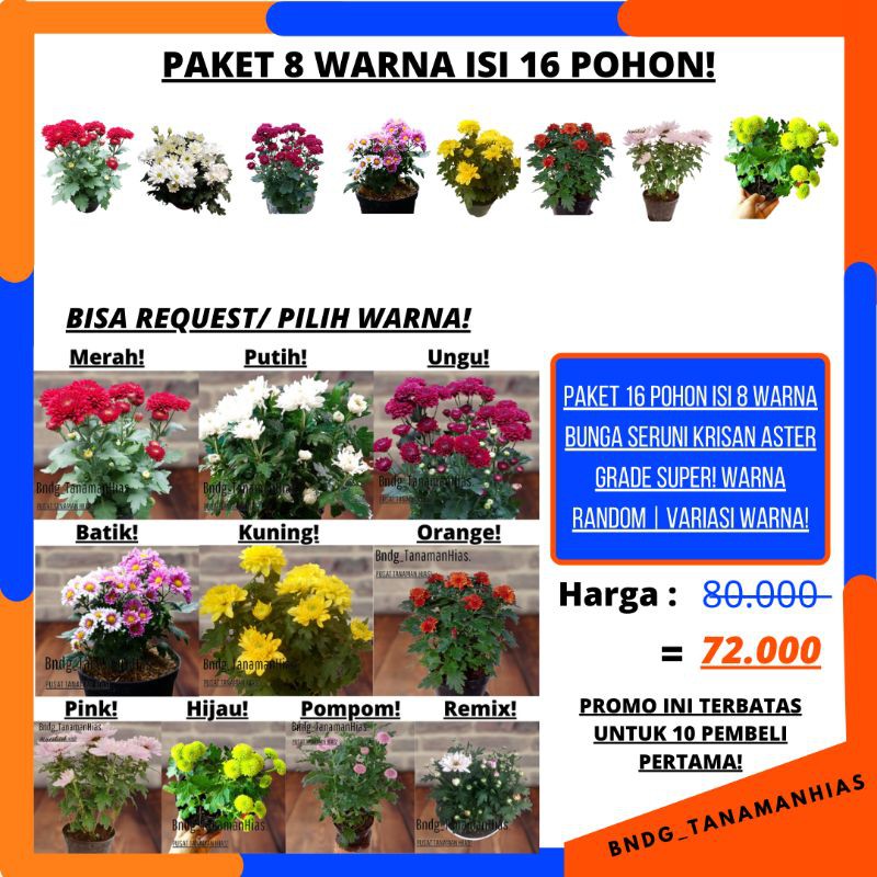 PAKET 16 POHON ISI 8 WARNA BUNGA SERUNI KRISAN ASTER GRADE SUPER | WARNA RANDOM | TERMURAH!!