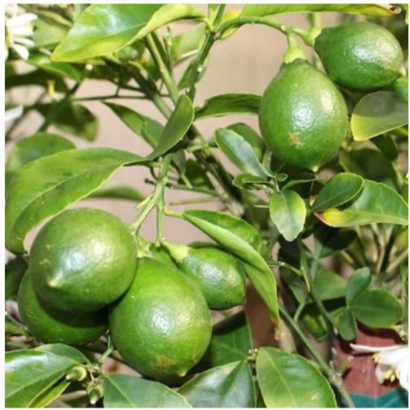 Bibit Jeruk Nipis Pohon Jeruk Nipis Tanaman Buah Herbal (sudah Berbuah)