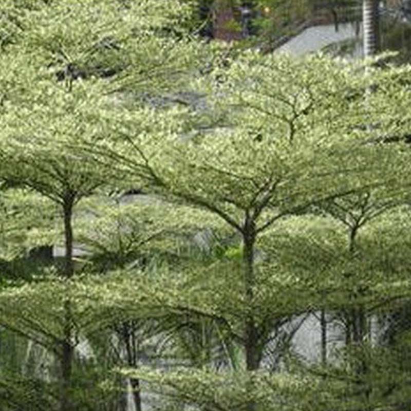 Jual Tanaman Ketapang Kencana Indonesia|Shopee Indonesia