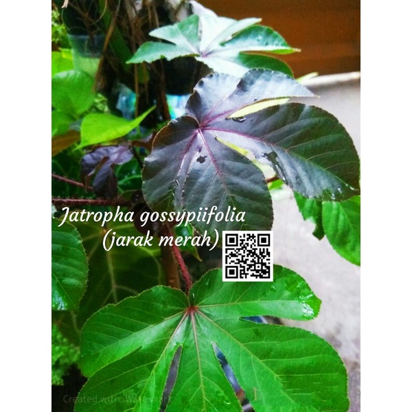 Jual Tanaman Jarak Merah Jatropha Gossypiifolia Shopee Indonesia