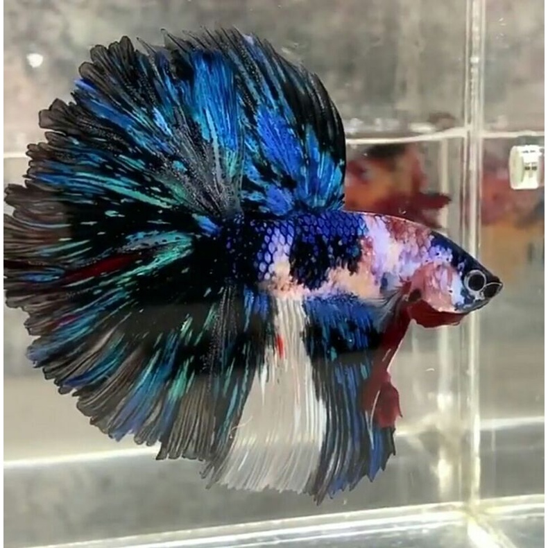 Halfmoon Rosetail Jumbo Fullcolor