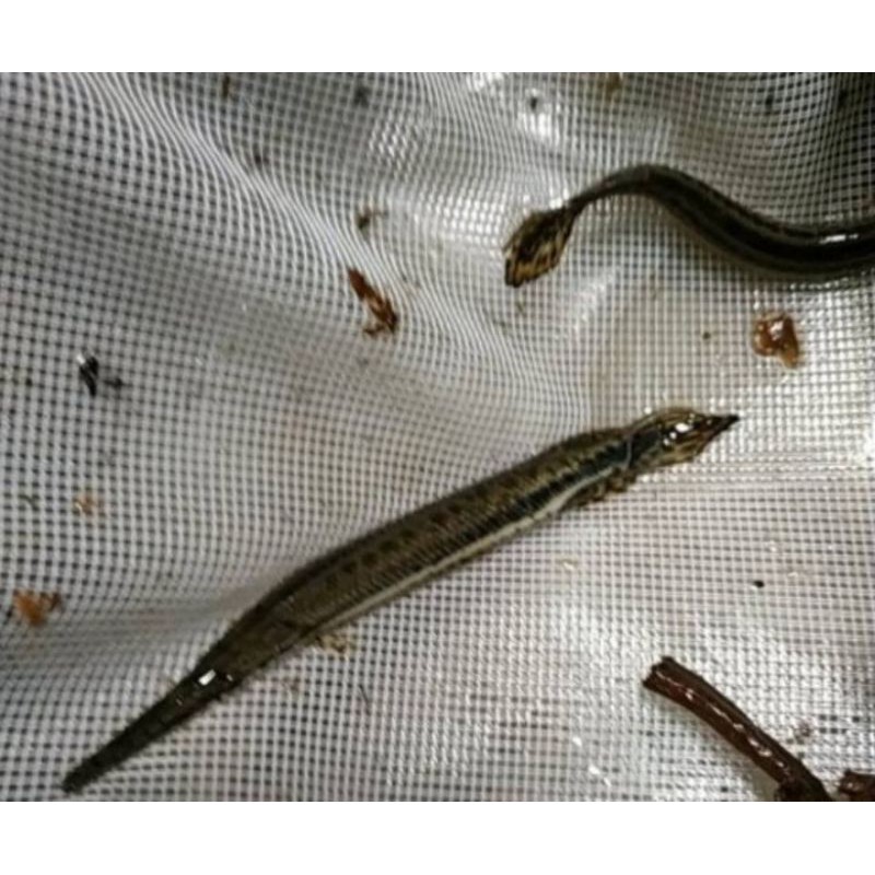 

ikan alligator florida