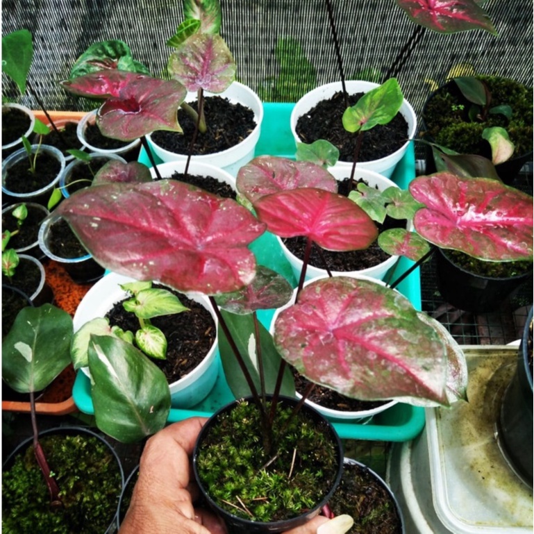Caladium Red Devil Remaja murah meriah /Keladi Red Devil daun 2-5