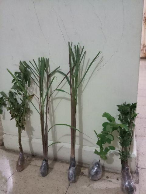 Pohon Sereh Merah