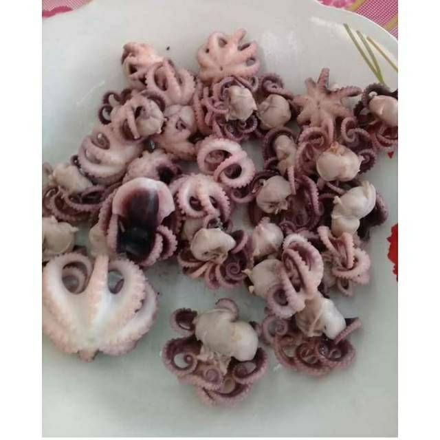 

Octopus SEGAR BERAT 1 KG GRAM