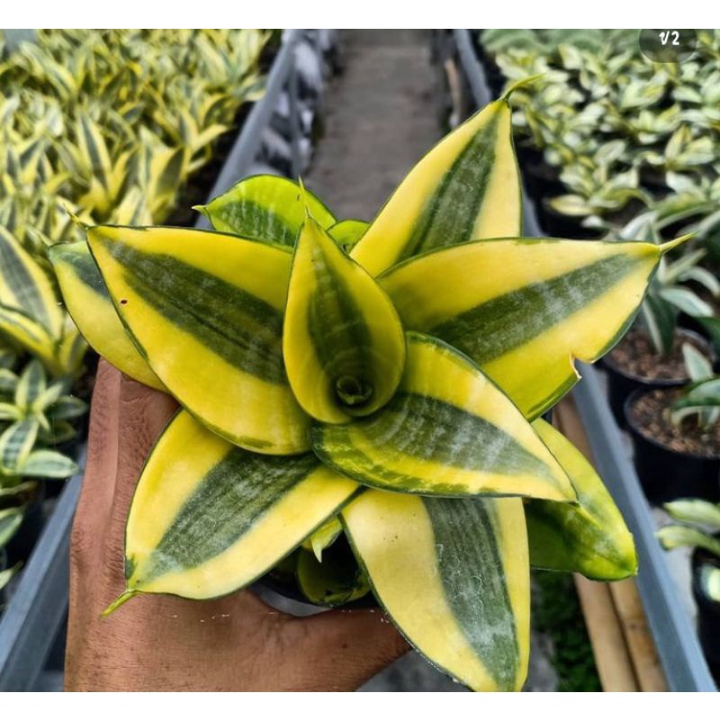 sansivera golden honey