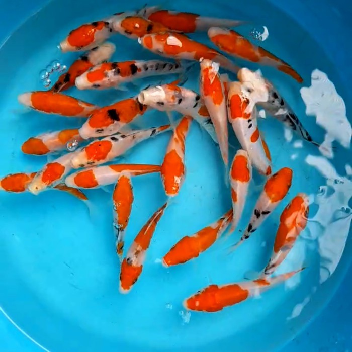 Ikan Koi Blitar Bibit 10-12cm