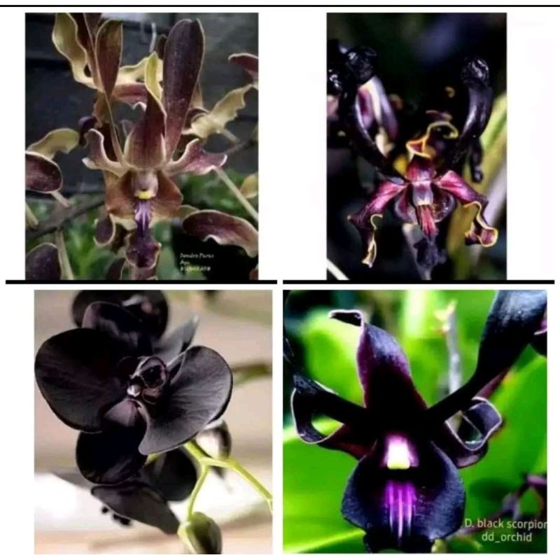 

paket 4 anggrek dendrobium dewasa siap bunga