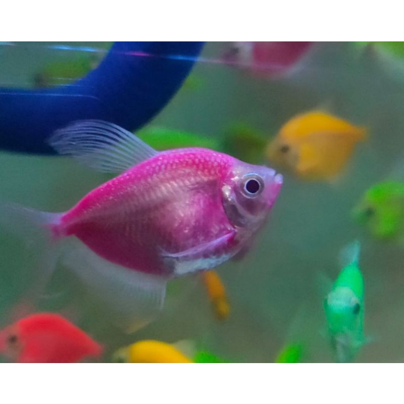 ikan hias glofish tetra ungu