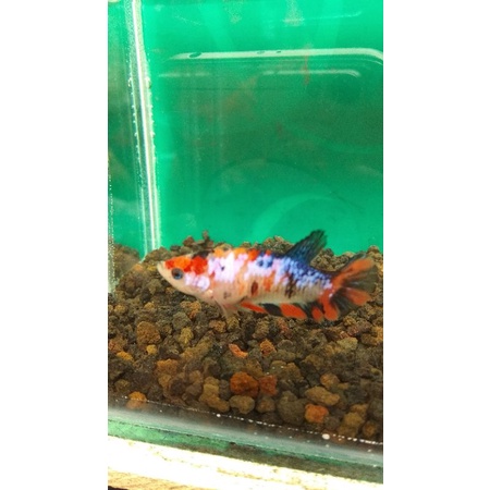 

Ikan hias betina siap breeding "female koi galaxy