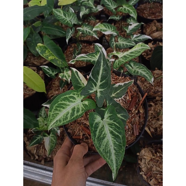 syngonium T25