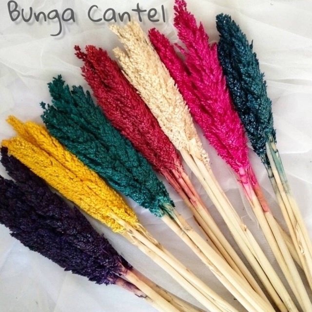 BUNGA CANTEL KERING | DRIED FLOWER | BUNGA SORGUM | PROPERTI FOTO | BUNGA KERING
