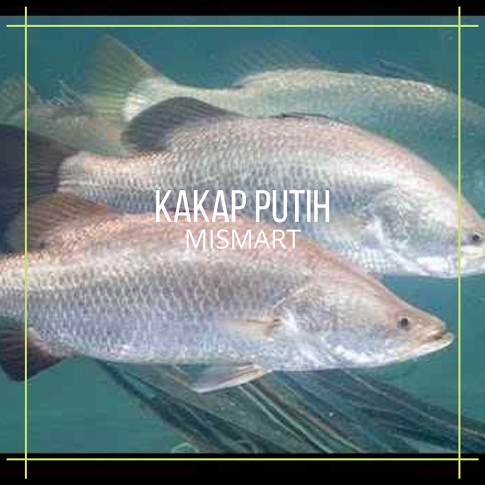 

IKAN KAKAP PUTIH FRESH PER 1KG