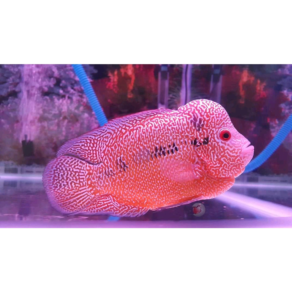 louhan gb. ikan louhan golden base/louhan dengan size besar