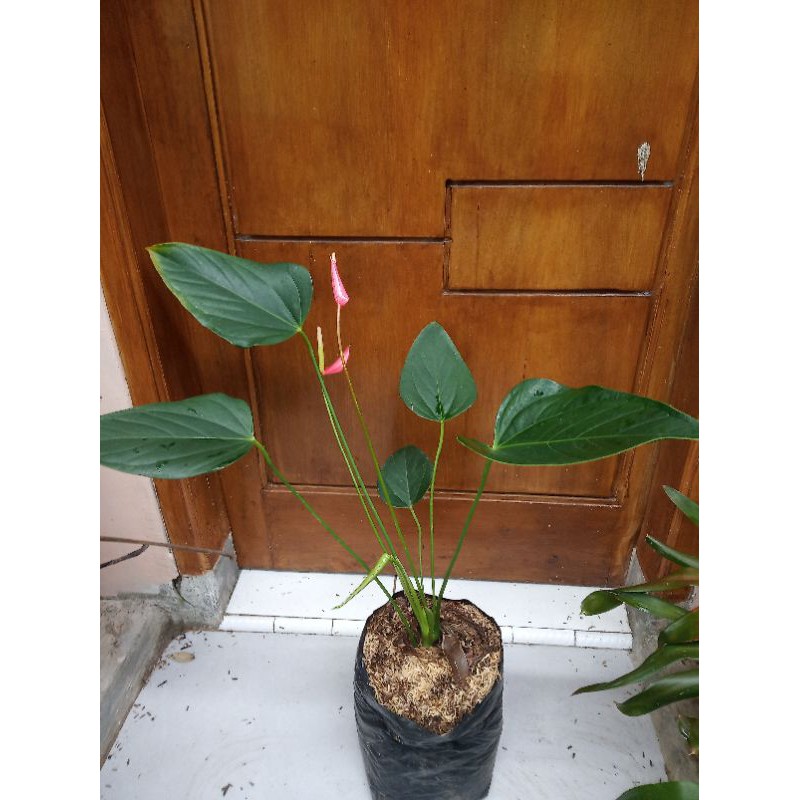 Tanaman Hias Anthurium Ladyjane