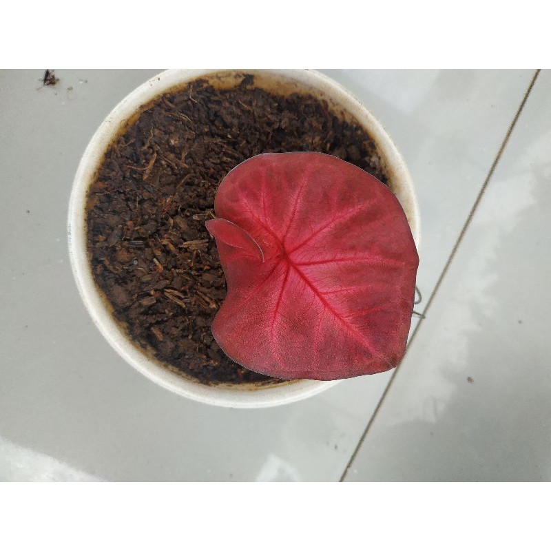 Caladium Red Sweety