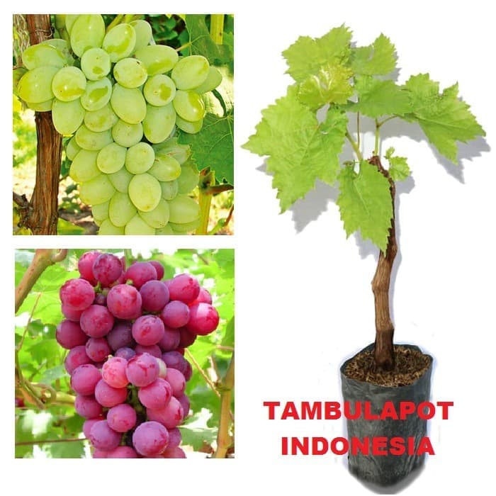 Bibit Tanaman Anggur Merah Dan Hijau Buah Anggur Hijau Bibit Anggur