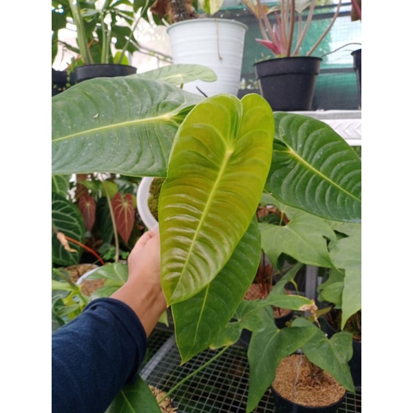 anthurium veitchii ori king