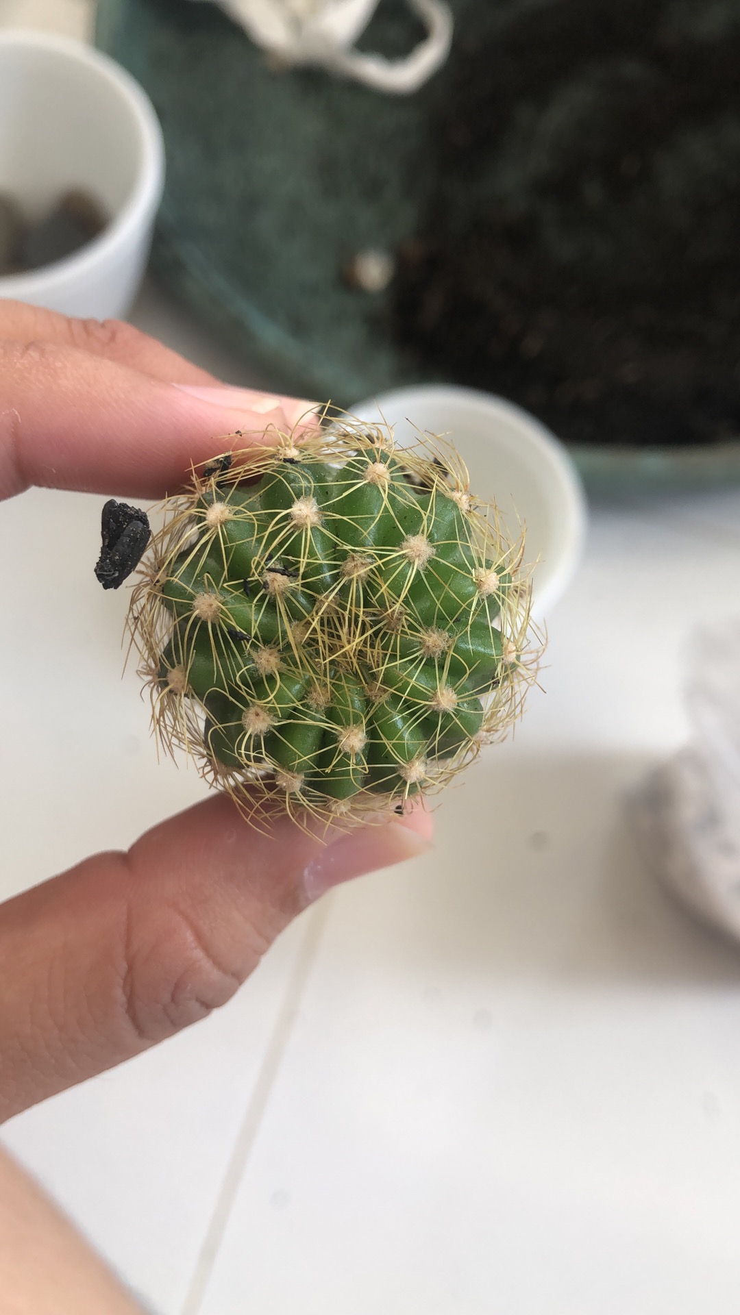 Kaktus Ownroot Bukan Bekas Sambungan Bebas Pilih