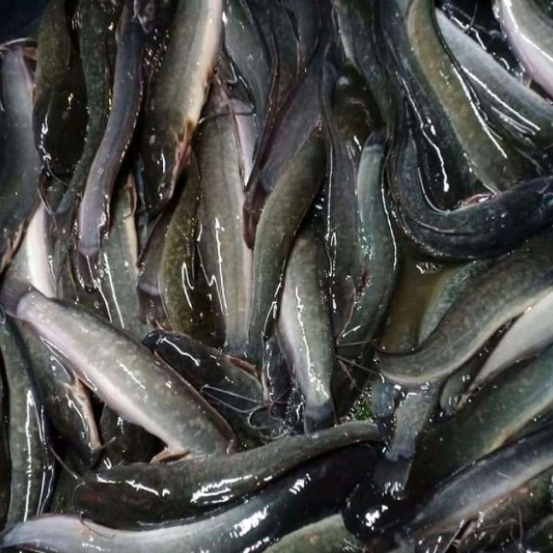 

lelehidup1kg