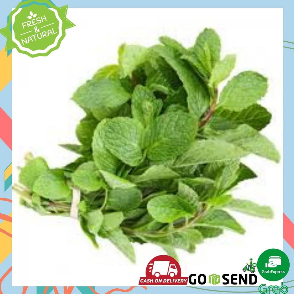 DAUN MINT SAYURAN SEGAR PER IKAT