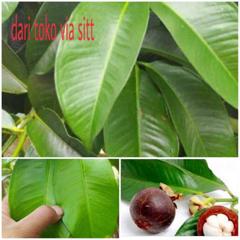 

jual daun manggis segar fresh