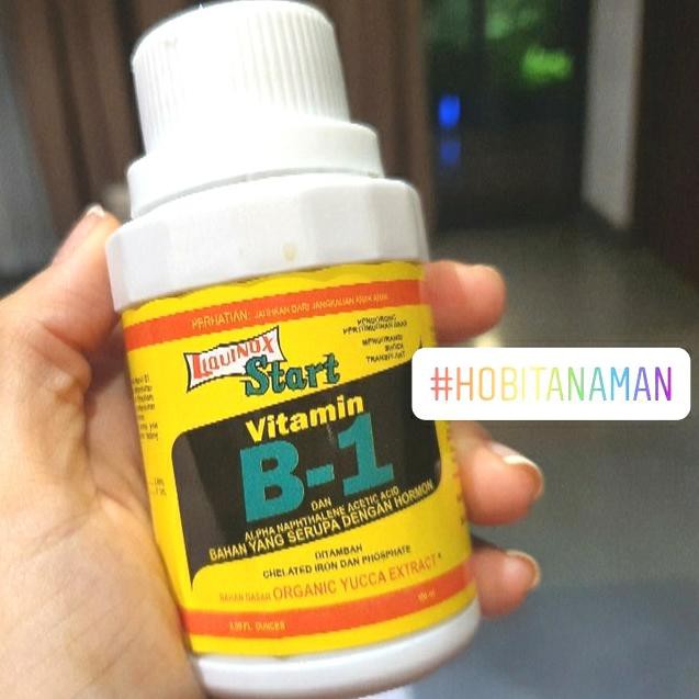 DISKON VIT B1 - tanaman Diskon,.,..