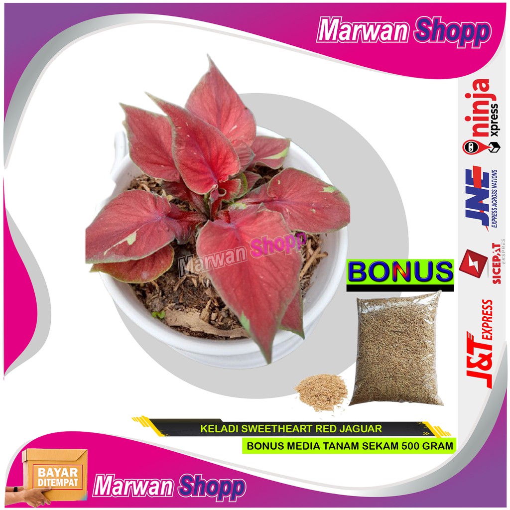 

KELADI SWEETHEART RED JAGUAR BONUS + SEKAM 500 GRAM MARWAN SHOPP