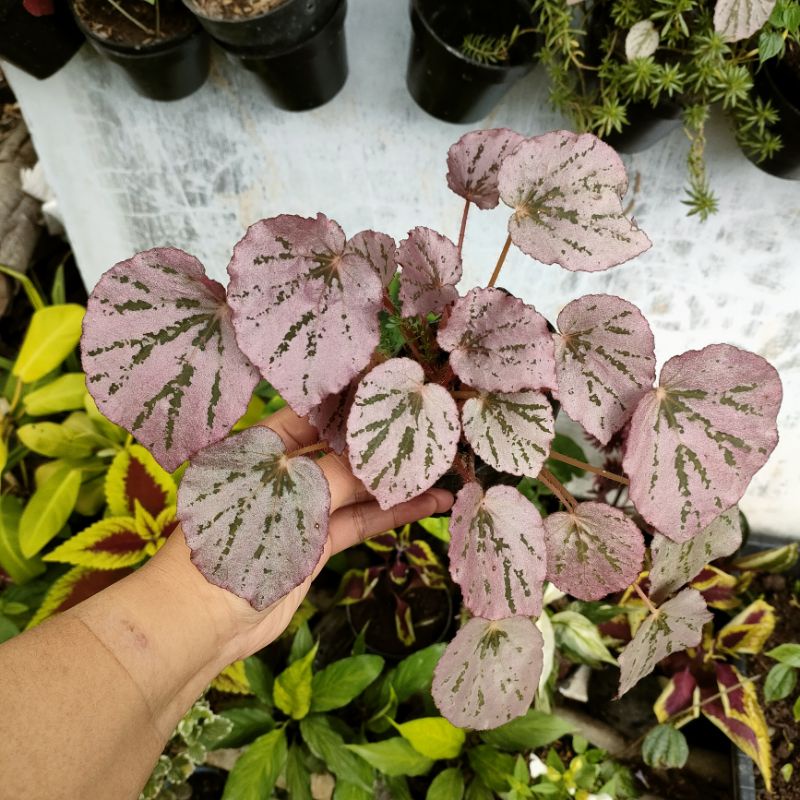 Begonia Pink Mini atau Begonia silver pink Martin's Mistery (khusus P.Jawa dan Bali)