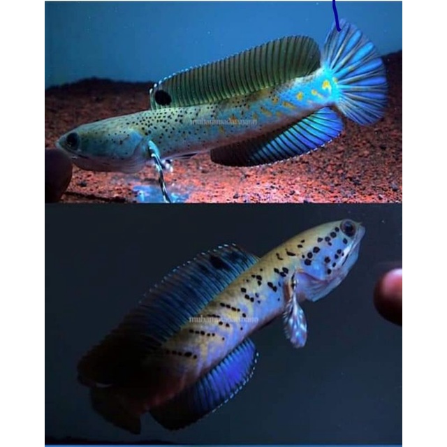 CHANNA BLUE PULCHRA SIZE 5-6 CM | CAKEP²
