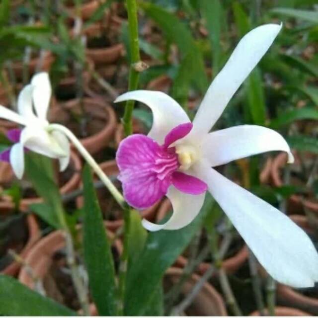 Anggrek Dendrobium Mesangnil