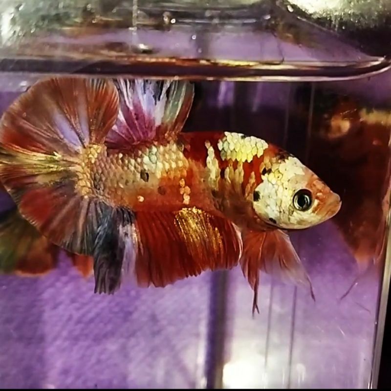 ikan cupang nemo copeer gold top gead