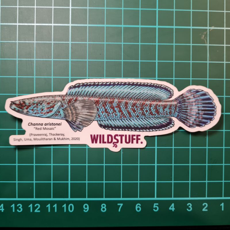 STICKER CHANNA ARISTONEI RED MOSAIC