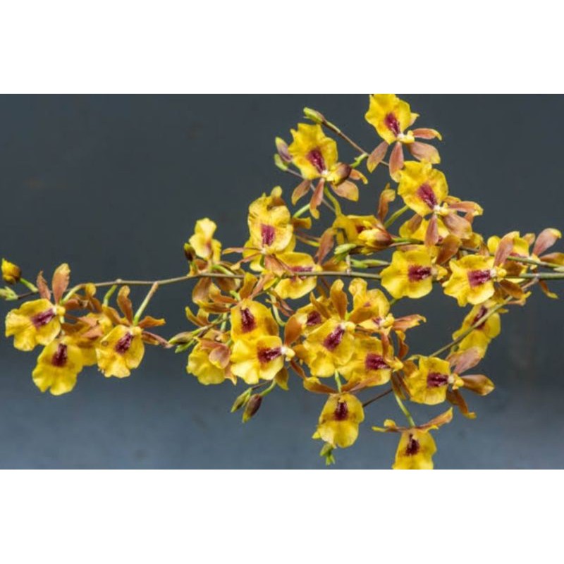 Anggrek oncidium Golden oriole dewasa dan spike/knob siap bunga