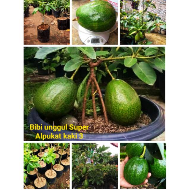 bibit pokat alpukat jumbo kaki 3 Avokad mentega aligator kendil markus simas wina florida miki clara