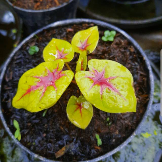 Tanaman Hias Caladium Keladi Hias Tears Of The Sun Bibit 2 3 Daun Caladium Srirejeki Shopee Indonesia