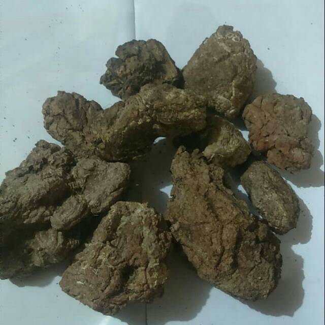 

Jamur susu harimau kering borneo berat 600 gr