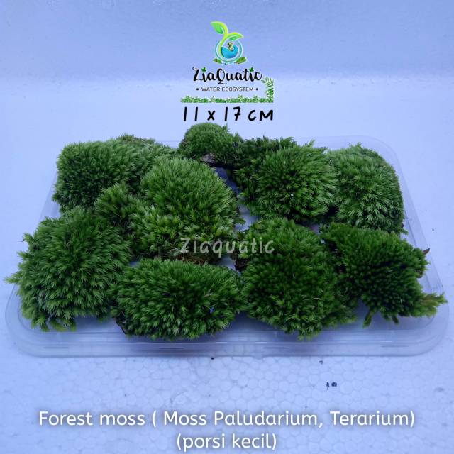 Tanaman Paludarium Forest Moss (Moss Paludarium, terarium) - Porsi Kecil