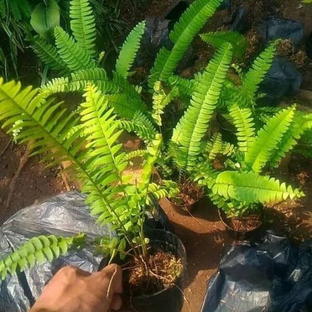 Tanaman hias paku pakis kelabang / tanaman hias pakis kelabang / tanaman pakis kelabang / pakis