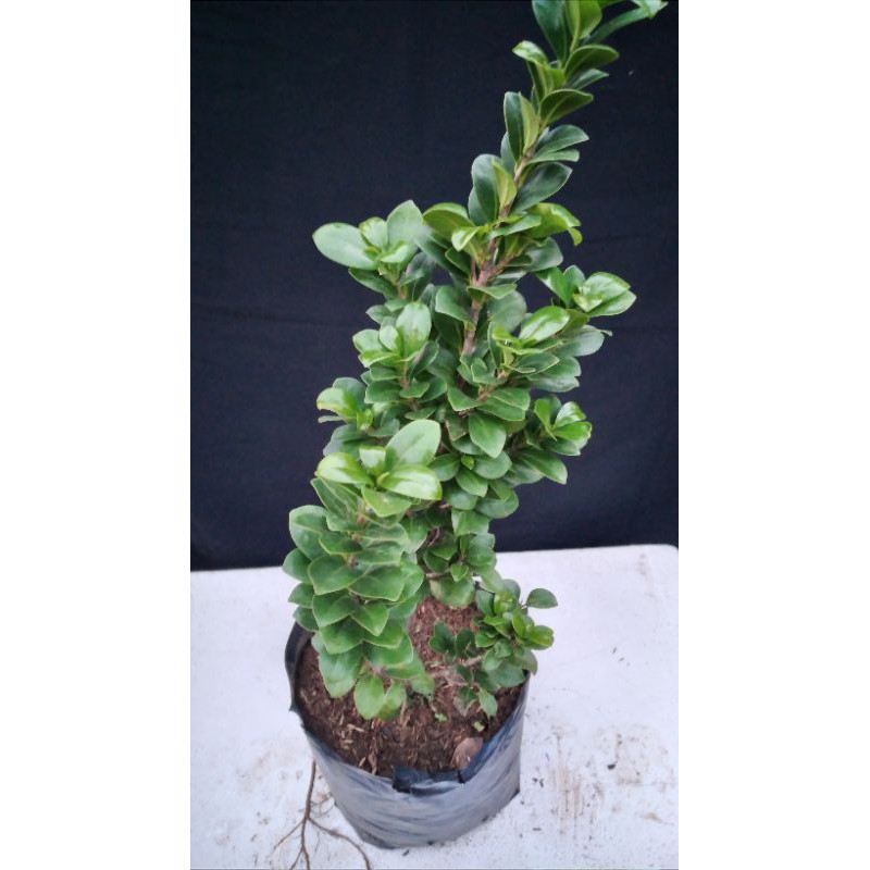paket 2 Bahan Bonsai Beringin Compacta