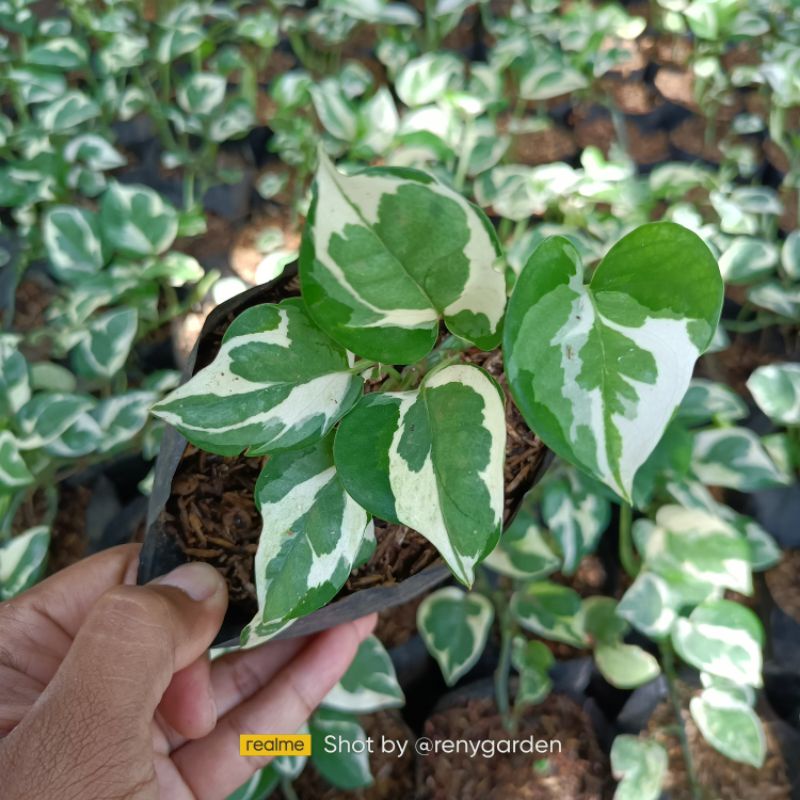 Sirih belanda tanaman hias