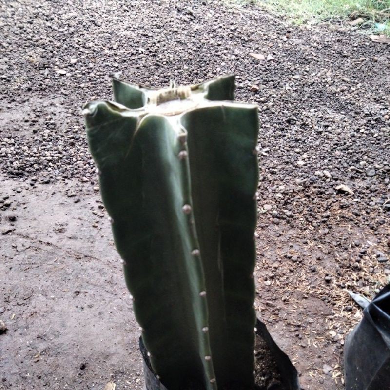 kaktus koboi untuk grafting sudah berakar tinggi 30-50