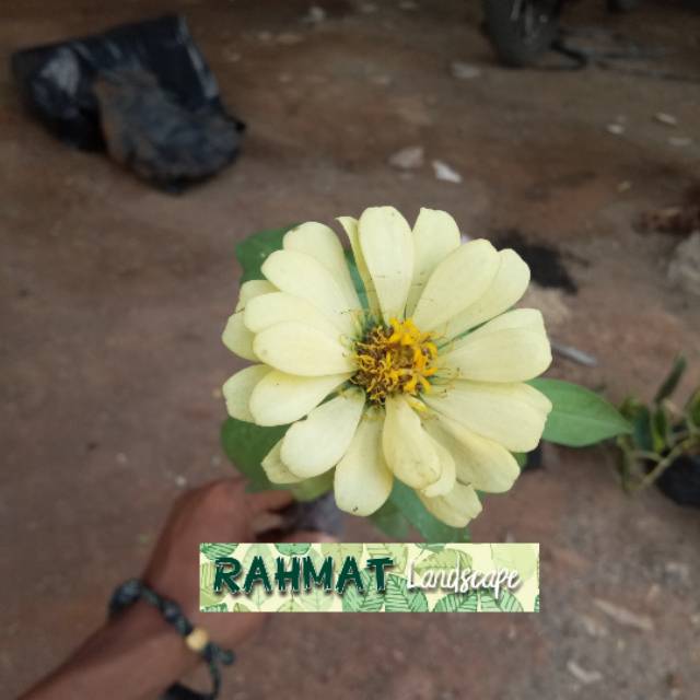 Tanaman hias bunga zinnia - tanaman hias bunga kertas - tanaman hias kembang kertas - bunga kertas