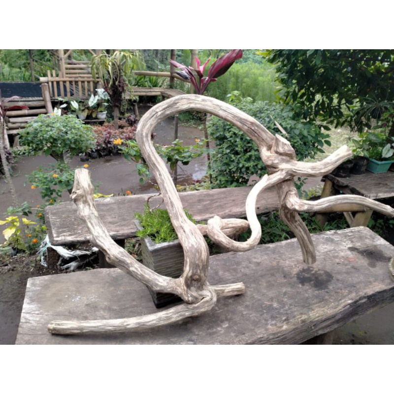 Kayu Telagasari Purba Mimang