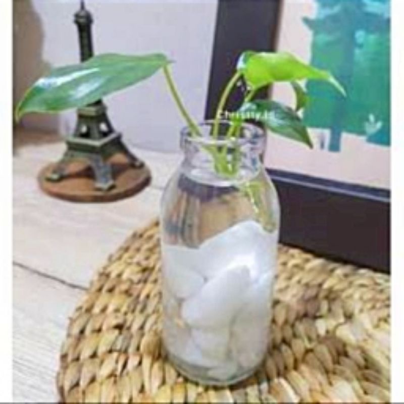 1 PAKET VAS BOTOL 100 BENING + BATU HIAS / POT TANAMAN AIR HIDROPONIK / VAS BUNGA KOREA / VAS HIDROP