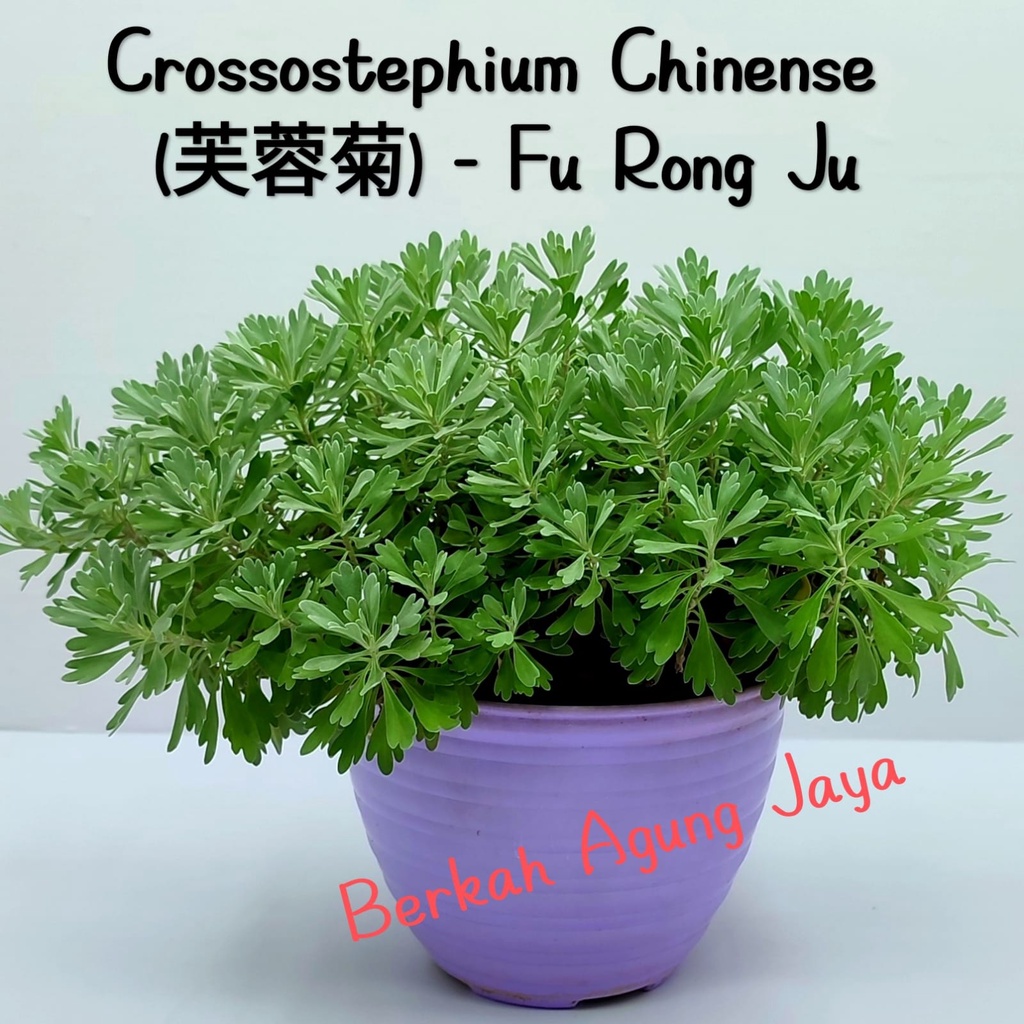 Tanaman Crossostephium Chinense (芙蓉菊) - Fu Rong Ju