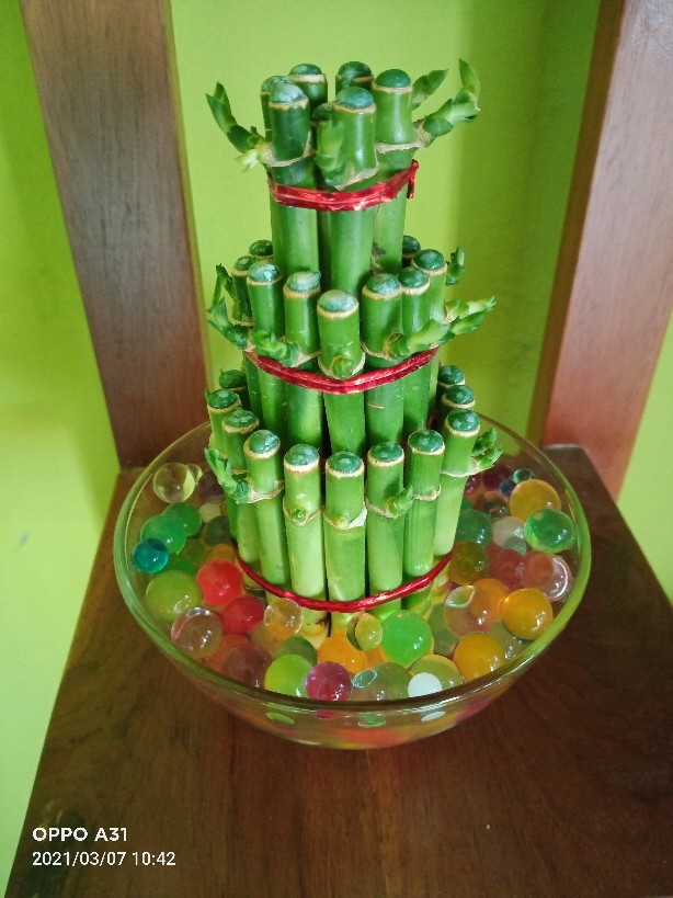 Tanaman Hias Bambu Rejeki Mini 3 Susun